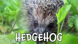 Woodland Creatures! Cutest Forest Animals for Kids! Instructional Video