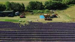 Lavender harvested in West Sussex News Clip