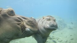 This Hippo Calf Is Trying to Learn From The Best As He Swims With His Mom Instructional Video