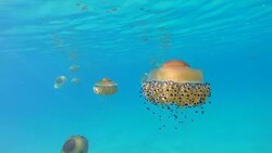 Slow motion of Jellyfish floating and swimming in Aegean sea in Greece Stock Footage