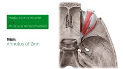 Medial rectus muscle Instructional Video