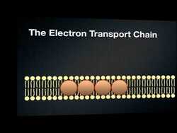 Photosynthesis - Energy in a Cell Instructional Video
