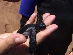 Los fundamentos de la ecología: ecología Instructional Video