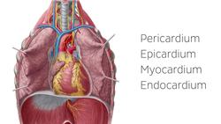 Epicardium Instructional Video