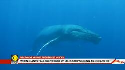 Blue whales stop singing as oceans die News Clip