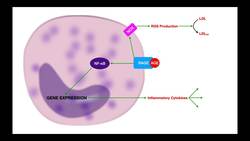 LDL Peroxidation & Protein Adducts Instructional Video