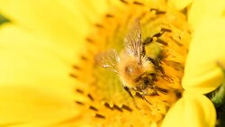 Bee foraging on a sunflower. Macro slow motion close up clip. Stock Footage
