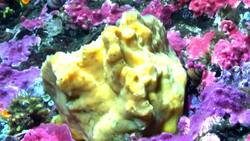 Watch a B.C. sea sponge shrink, sigh and sneeze in multi-year timelapse Instructional Video