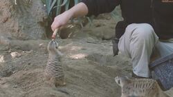 Meerkats Can Actually Learn New Tricks and It’s a Pretty Amazing Thing To See Instructional Video