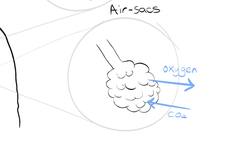 What is COPD? Instructional Video