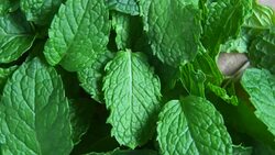 mint leaf rotation Stock Footage