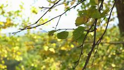 leaf on a branch Stock Footage