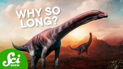 Were Long Necks Also Tall Necks? Instructional Video