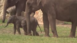 Birth of second female elephant in Prague Zoo Instructional Video