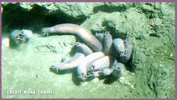 This Slimy Fish Ties Itself in Knots Instructional Video