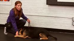 How to Teach Your Dog to Lie Down Instructional Video