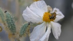 Crab Spider on white poppy Stock Footage
