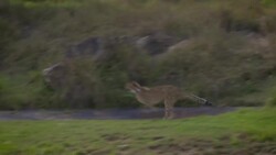 Friends Can Come in all Shapes, Sizes and Species! This Cheetah and Dog Know That All Too Well Instructional Video
