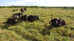 buffalo bulls grazing in savanna at africa Stock Footage