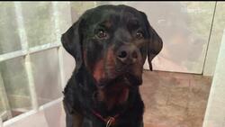 Dogs Could Help Us Live Longer News Clip