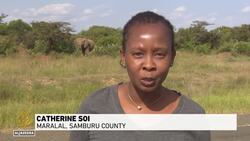 Kenya's elephant wreak havoc: Thousands seek compensation for damages to crops News Clip