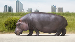 Exploring Knowledge : How knowledge is acquired and applied Instructional Video