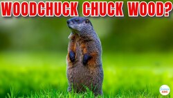 How Much Wood Would A Woodchuck Chuck If A Woodchuck Could Chuck Wood? Instructional Video