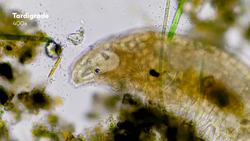 Eating, Hatching, and Crashing into the Moon More About Tardigrades Instructional Video