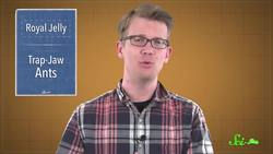 A New Secret Ingredient to Making Queen Bees Instructional Video