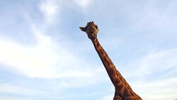 giraffe in africa Stock Footage