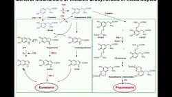 Complete Melanin Biosynthesis Pathway | Eumelanin & Pheomelanin Instructional Video