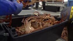 Good catches and better prices mark P.E.I. snow crab season News Clip