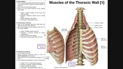 Muscles of the Thoracic Wall Instructional Video