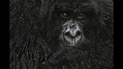 TED: Photos that give voice to the animal kingdom | Frans Lanting Instructional Video