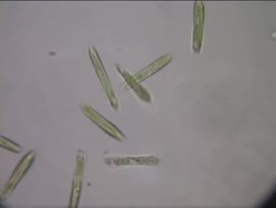 Plant-Like Protists: Their Importance and Diversity Instructional Video