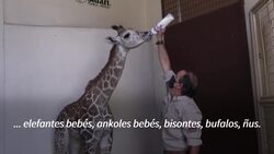 CLEAN : La vida libre aviva la fertilidad en una reserva animal de México News Clip