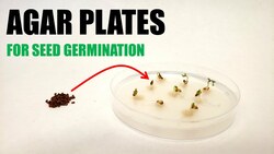 How to Prepare Agar Plates for Seed Germination Experiments Instructional Video