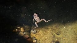 Frog - 4K Stock Footage