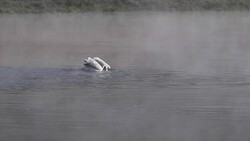 17% slow motion clip of a pelican catching fish in the yellowstone river Stock Footage