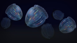 How Animals Got Butts Instructional Video