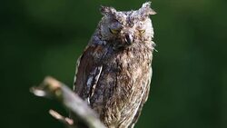 Eurasian (European) scops owl sitting on a branch Stock Footage