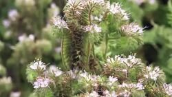 Phacelia tanacetifolia blooming Stock Footage