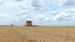 Harvest Wheat Stock Footage