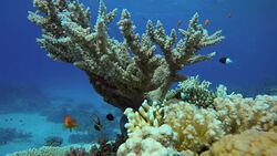 Video shooting at a shallow depth. The corals and tropical fish. Stock Footage