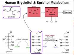 Biological Fate of Artificial Sweeteners | Erythritol & Sorbitol Instructional Video