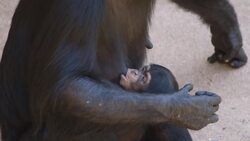 A Baby Chimp and His Mom are Inseparable - Literally Instructional Video