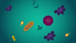 Microorganisms Instructional Video