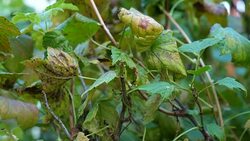 Black currant affected by the disease in the autumn period. Stock Footage