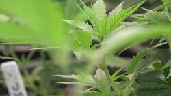 Medical pot shrinks with legalization News Clip