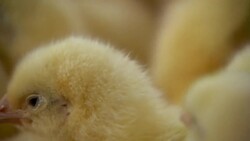 U.S. bird flu impacting N.S. chicken farmers News Clip